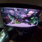Aquarium juwel vision 350, Dieren en Toebehoren, Vissen | Aquaria en Toebehoren, Ophalen of Verzenden, Gebruikt, Gevuld zoetwateraquarium