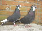 Sierduiven.., Dieren en Toebehoren, Vogels | Duiven