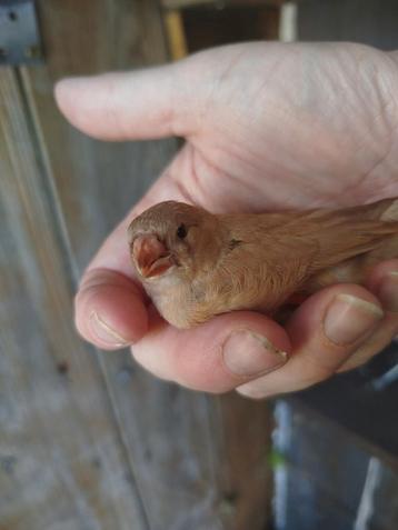 1 zeebravink jong beschikbaar voor biedingen
