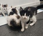 Onze 3 lieve kittens zoeken liefdevol blijvend thuis, Meerdere dieren