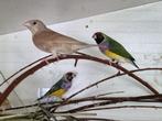 Bandvink pop, Vrouwelijk, Tropenvogel