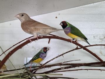 Bandvink pop beschikbaar voor biedingen