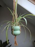 Mooie Graslelie, Huis en Inrichting, Kamerplanten, Ophalen, Overige soorten, Halfschaduw, In pot