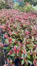 Photinia ‘carre rouge’ (glansmispel), Ophalen, Overige soorten, 100 tot 250 cm