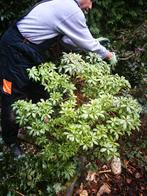 Gratis hester Pieris Japonica Mountain Fire, Vaste plant, Halfschaduw, Lente, Ophalen