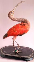 Antieke stolp met Rode Ibis - Taxidermie, Antiek en Kunst, Curiosa en Brocante, Ophalen