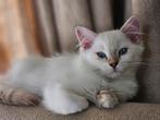 Lieve Ragdoll Kittens & Herplaatsers met Stamboom, Dieren en Toebehoren, Meerdere dieren, Gechipt