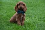 Cockapoo pups abricoos en chocobruin kleurig, Dieren en Toebehoren, België, Rabiës (hondsdolheid), 15 weken tot 1 jaar, Meerdere