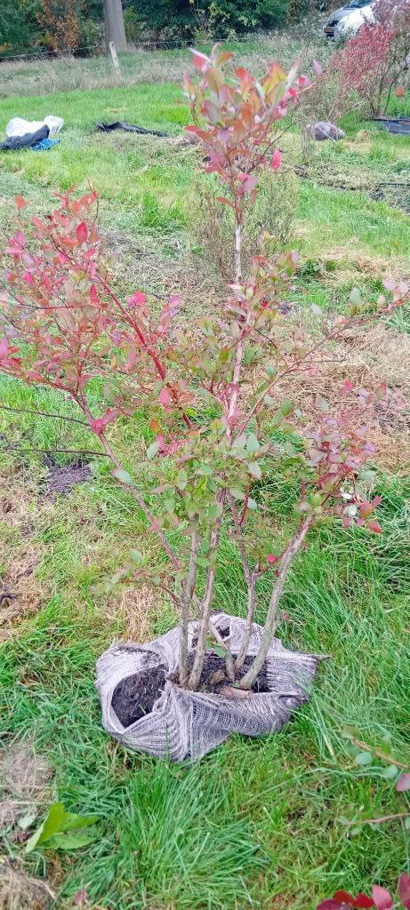 Blauwe bessen struiken - 2e keus! 7,50 / stuk - 10 voor 65,-, Tuin en Terras, Planten | Struiken en Hagen, Overige soorten, Minder dan 100 cm