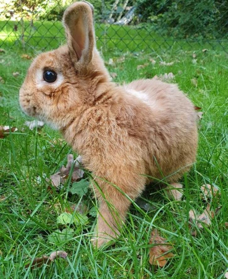 Kelp zoekt een huisje! (ram gecastreerd en gevaccineerd), Dieren en Toebehoren, Konijnen, Klein, Mannelijk, 0 tot 2 jaar