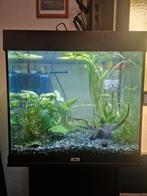 Juwel lido 120 compleet met helialux, planten en garnalen, Dieren en Toebehoren, Vissen | Aquaria en Toebehoren, Ophalen, Gebruikt