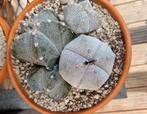 ASTROPHYTUM SCHAAL MET 4 BOLLEN CACTUS PLANTEN, Huis en Inrichting, Kamerplanten, Ophalen of Verzenden, Cactus, Volle zon, Minder dan 100 cm