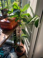 Avocado Plant 110cm, Ophalen, 100 tot 150 cm, Fruitplant, Halfschaduw