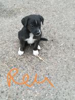 Heel mooie in huis geboren pups van whipped x boerenfox, België, Particulier, 8 tot 15 weken, Meerdere