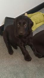 Flatcoated retriever leverkleurige Reutjes met Stamboom, Dieren en Toebehoren, Overige rassen, Meerdere, Meerdere dieren, Nederland