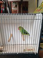 TARANTA D GROEN POP 2025 TE KOOP, Dieren en Toebehoren, Vogels | Parkieten en Papegaaien, Vrouwelijk, Parkiet, Geringd