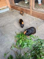 Cavia, Dieren en Toebehoren, Knaagdieren, Augustus, Mannelijk, Cavia