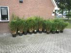 Fargesia Robusta Formidable, niet woekerende bamboe!!!, Ophalen, Bamboe, Haag, 100 tot 250 cm