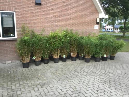 Fargesia Robusta Formidable, niet woekerende bamboe!!!, Tuin en Terras, Planten | Struiken en Hagen, Haag, Bamboe, 100 tot 250 cm