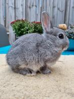 Chinchilla kleurdwerg, voedster, Dieren en Toebehoren, Vrouwelijk, Dwerg