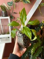Spathiphyllum lepelplant, Huis en Inrichting, Kamerplanten, Overige soorten, Minder dan 100 cm, Ophalen of Verzenden, Halfschaduw