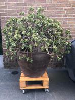 AARDEWERK POT MET CRASSULA VETPLANT, Ophalen, Steen, Gebruikt, 100 cm of meer