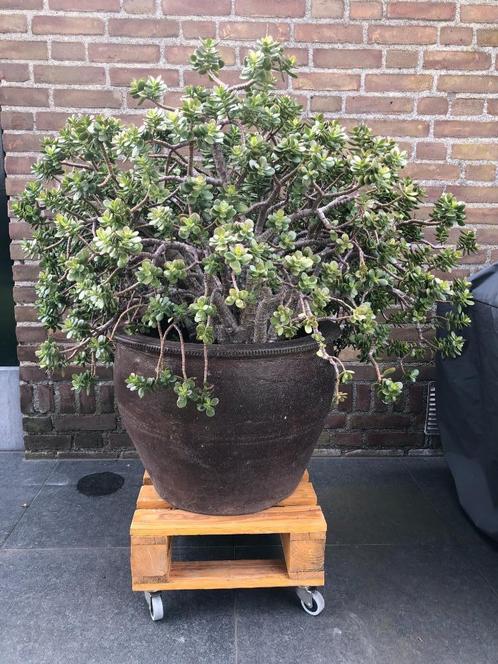 AARDEWERK POT MET CRASSULA VETPLANT, Tuin en Terras, Bloembakken en Plantenbakken, Gebruikt, Steen, Binnen, Balkon, 60 cm of meer