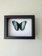 Mooie Morpho Achilles vlinder in lijst, Ophalen of Verzenden, Zo goed als nieuw, Insect, Opgezet dier