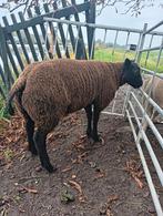 Jonge rammen, Dieren en Toebehoren, Schapen, Geiten en Varkens, Mannelijk, Schaap