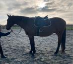 Bombproof draver te koop!, Dieren en Toebehoren, Paarden, Gechipt, Ruin, 11 jaar of ouder, Recreatiepaard