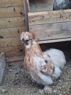 Mooie zijdehoen hanen, Dieren en Toebehoren, Mannelijk, Kip