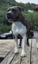 Dekreu american stafford bleu, Rabiës (hondsdolheid), Reu, 1 tot 2 jaar, Eén hond