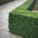Ilex crenata Caroline upright (de buxusvervanger), Tuin en Terras, Planten | Struiken en Hagen, Ophalen