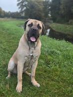 Cane corso reu 9 maanden, Dieren en Toebehoren, Rabiës (hondsdolheid), 15 weken tot 1 jaar, Reu, Bulldog