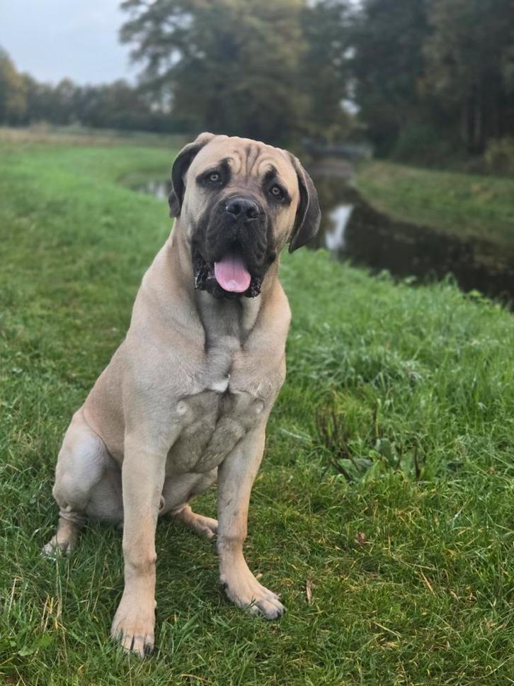 Cane corso reu 10 maanden, Dieren en Toebehoren, Honden | Bulldogs, Pinschers en Molossers, Reu, Bulldog, Particulier, Eén hond