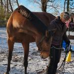 Ontspanning en balans voor paarden, Diensten en Vakmensen, Dieren | Paarden | Verzorging, Oppas en Les, Gedragstraining