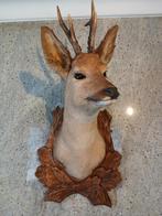 opgezette hertenkop, taxidemie , edelhert , damhert , reebok, Ophalen, Nieuw, Wild dier, Opgezet dier