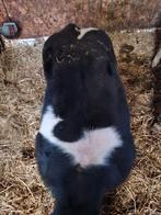 3 dikbil stiertjes, Dieren en Toebehoren, Mannelijk, 0 tot 2 jaar