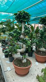 Ficus microcarpa ginseng bonsai pot 33cm, Huis en Inrichting, Kamerplanten, Ophalen, Ficus, Minder dan 100 cm