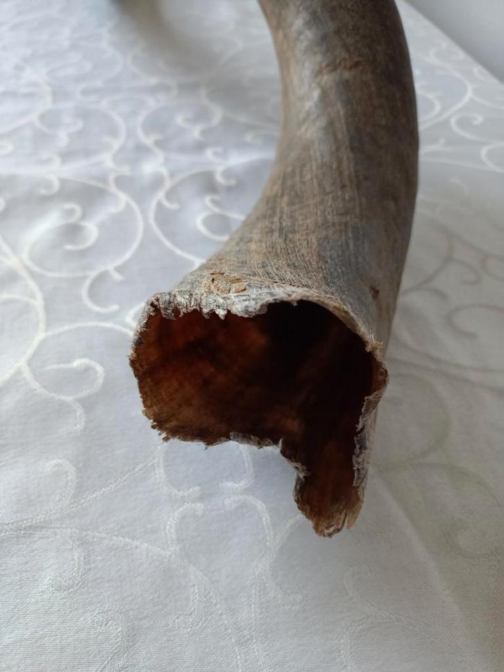 Antieke Hoorn, shofar van een kleine kuduhoorn . 60 cm lang, Antiek en Kunst, Antiek | Overige Antiek, Ophalen of Verzenden