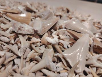 650 gram fossiele haaientanden. Fossiel haai tand megalodon beschikbaar voor biedingen