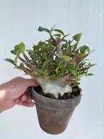 Adenium Arabicum, zee fraaie en dikke Caudex. Nr. 1, Ophalen of Verzenden, Overige soorten, Minder dan 100 cm