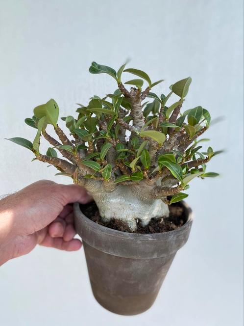 Adenium Arabicum, zee fraaie en dikke Caudex. Nr. 1, Huis en Inrichting, Kamerplanten, Overige soorten, Minder dan 100 cm, Ophalen of Verzenden