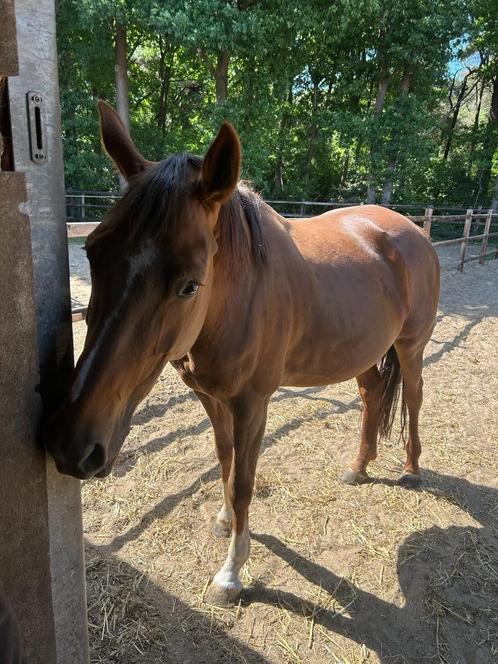 3 draagmerries, Dieren en Toebehoren, Paarden, Merrie, Onbeleerd, Met stamboom, Gechipt, Ontwormd, Ingeënt