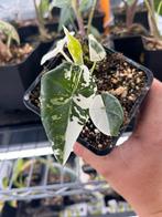 Alocasia Maharani albo variegata, Overige soorten, In pot, Minder dan 100 cm, Bloeiende kamerplant