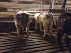 Nieuwe advertentie. 3 super dikbil vaars kalveren, Dieren en Toebehoren, Vrouwelijk
