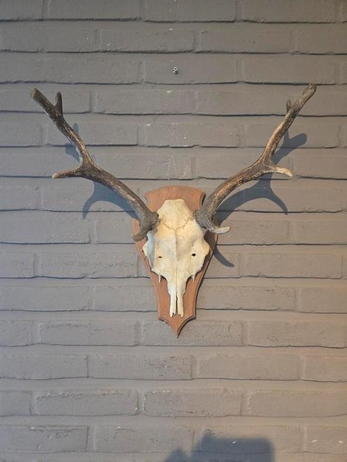 Gewei op schild, Verzamelen, Dierenverzamelingen, Zo goed als nieuw, Gewei of Kop, Hert, Ophalen of Verzenden