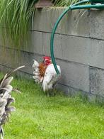 Serama haantje, Dieren en Toebehoren, Pluimvee, Mannelijk, Kip