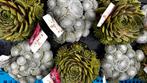 Sempervivum div, Ophalen, Zomer, Overige soorten, Halfschaduw