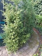 Taxus 20 stuks, Tuin en Terras, Taxus, Ophalen